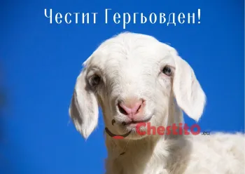 Картички за гергьовден агне на син фон 