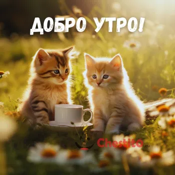 Картичка за Добро утро котета на зелена поляна с кафе 